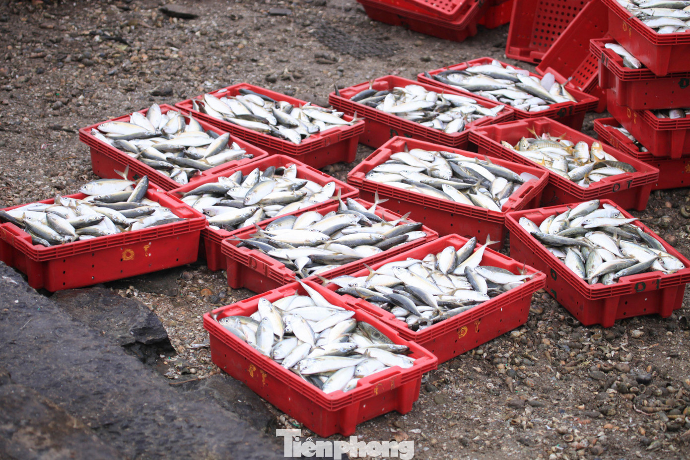 Cá bạc má là một loại hải sản được ưa chuộng, rất nhiều tiểu thương hỏi mua loại cá này khi thuyền cập cảng.