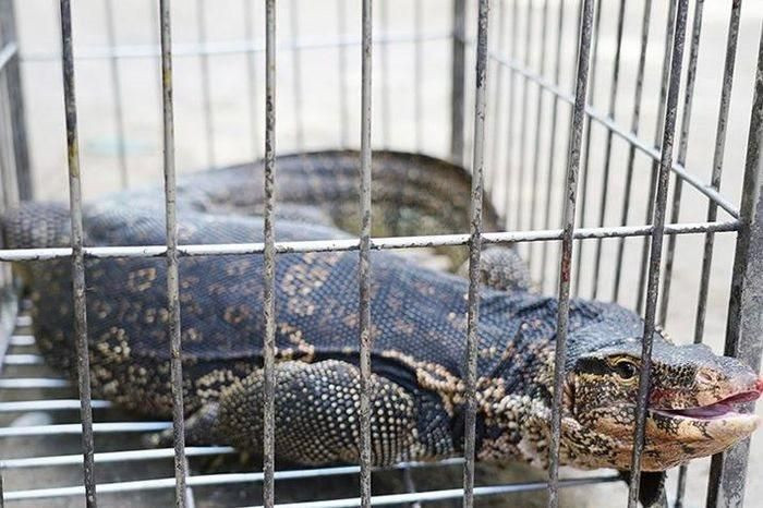 Cá thể kỳ đà được bàn giao cho Vườn Quốc gia Vũ Quang.