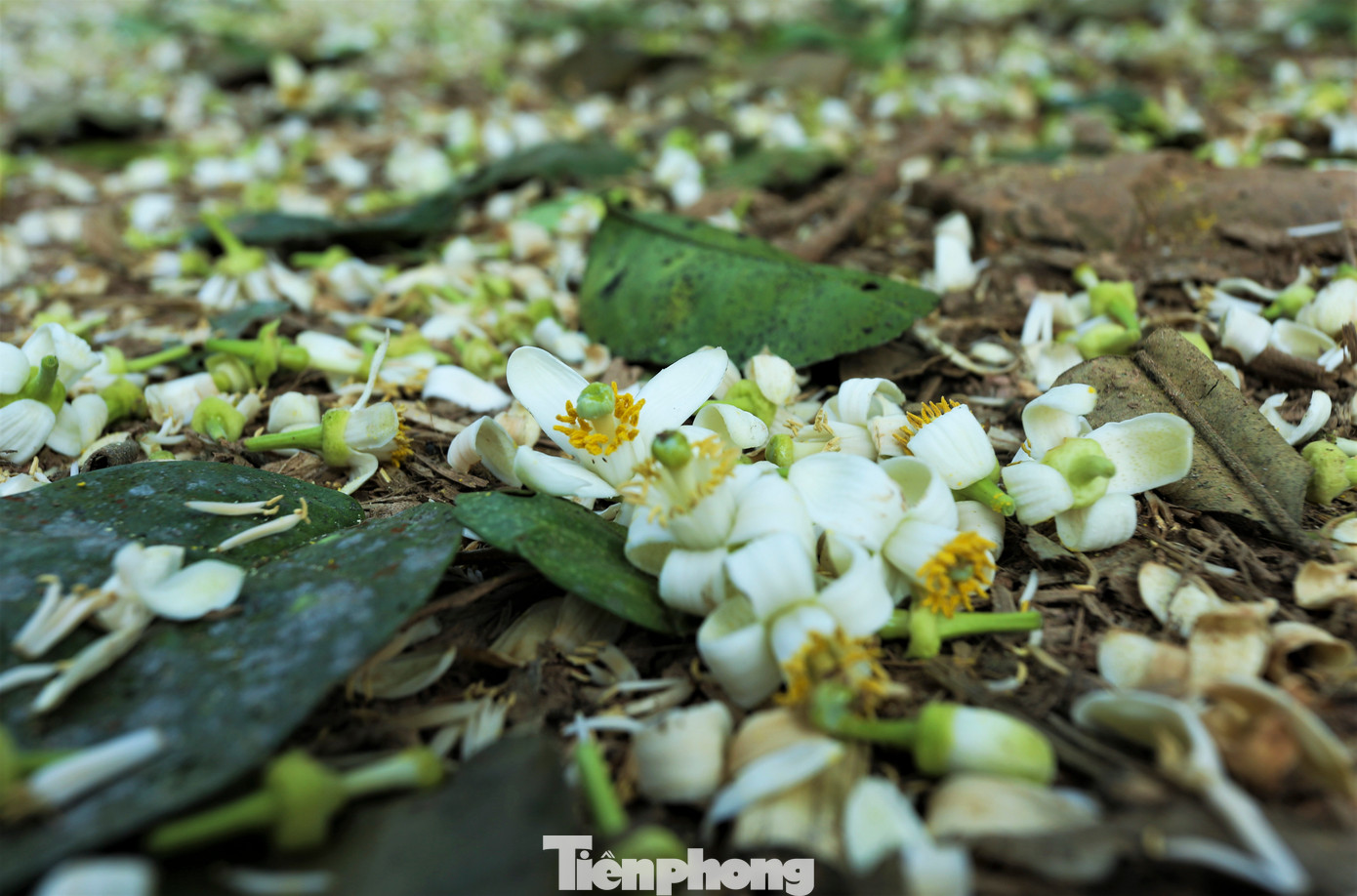 Hoa được chọn phải đều, cánh mịn, khi chấm thử vào lòng bàn tay phấn hoa màu vàng sẽ rời ra.