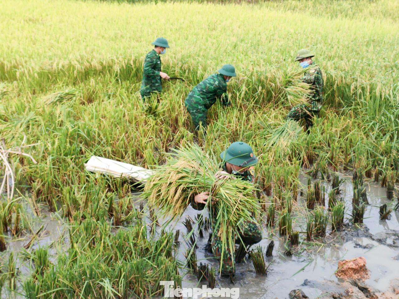 Do diện tích ruộng ngập nước, bùn lầy, bờ bao cao nên máy gặt không thể hoạt động, mọi công đoạn từ gặt, tập kết và vận chuyển lúa giúp người dân, đều do cán bộ, chiến sĩ thực hiện. Do diện tích ruộng ngập nước, bùn lầy, bờ bao cao nên máy gặt không thể hoạt động, mọi công đoạn từ gặt, tập kết và vận chuyển lúa giúp người dân, đều do cán bộ, chiến sĩ thực hiện.