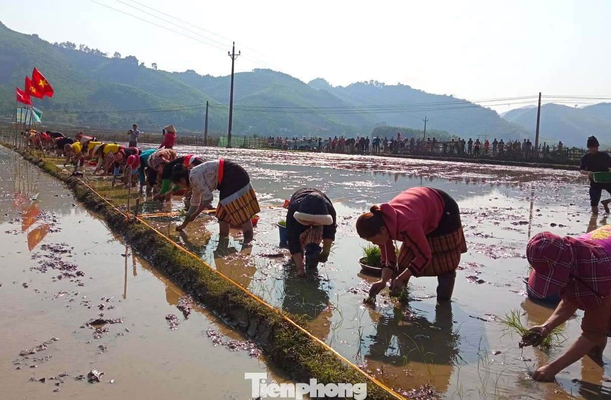 Những đôi tay thoăn thoắt chỉ trong chốc lát đã phủ kín mạ non lên phần ruộng thi của đội mình. Những đôi tay thoăn thoắt chỉ trong chốc lát đã phủ kín mạ non lên phần ruộng thi của đội mình.