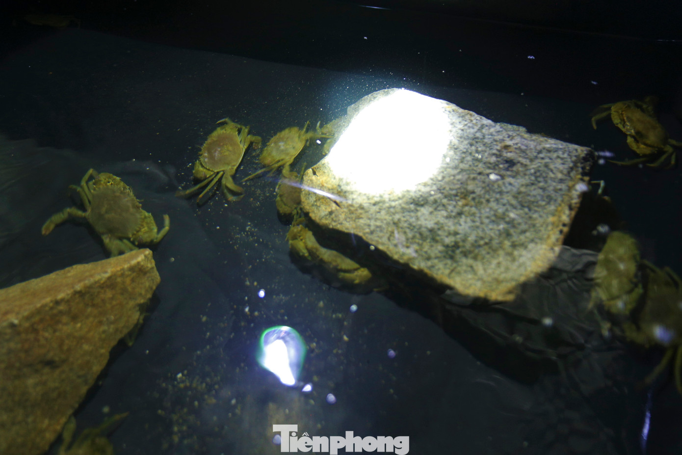 Giống cua được chủ trại mua lại từ những người dân khai thác được tại các vùng nước lợ trên địa bàn tỉnh. Cua giống tự nhiên có ưu thế là khỏe mạnh, ít dịch bệnh, sinh trưởng nhanh.