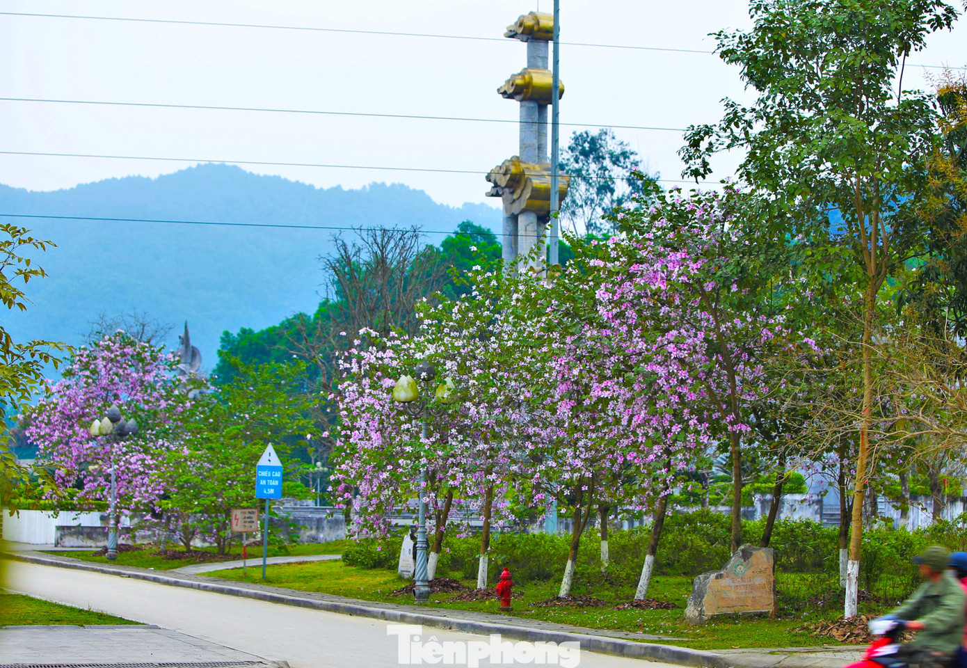 Ông Phan Trọng Lộc - Giám đốc Ban quản lý Khu di tích lịch sử Quốc gia Truông Bồn cho biết, thời điểm tháng 3 là thời điểm hoa ban nở rực. Hiện ở Khu di tích lịch sử quốc gia Truông bồn trồng hơn 60 cây hoa ban. Đây là những cây hoa lưu niệm do Học viện An ninh nhân dân và Tập đoàn Điện lực trồng vào năm 2020, 2021.