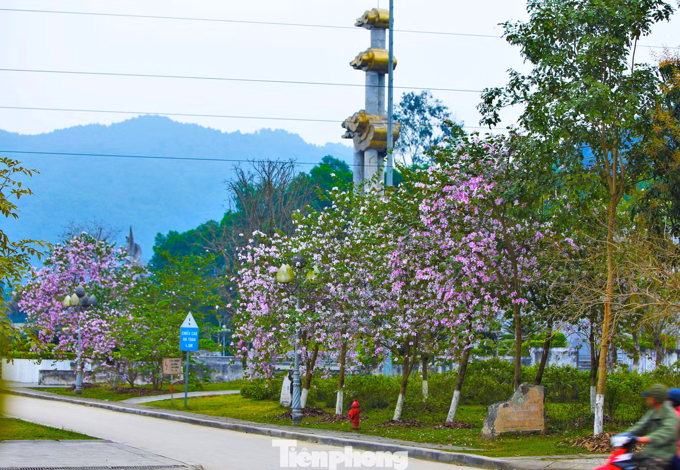 Ông Phan Trọng Lộc - Giám đốc Ban quản lý Khu di tích lịch sử Quốc gia Truông Bồn cho biết, thời điểm tháng 3 là thời điểm hoa ban nở rực. Hiện ở Khu di tích lịch sử quốc gia Truông bồn trồng hơn 60 cây hoa ban. Đây là những cây hoa lưu niệm do Học viện An ninh nhân dân và Tập đoàn Điện lực trồng vào năm 2020, 2021.