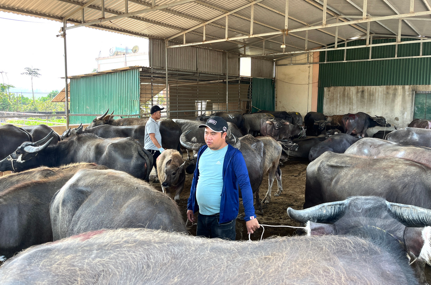 Tất bật tuyển chọn những con trâu đẹp, tốt nhất, anh Tuấn - một thương lái chuyên thu mua trâu, bò để chở ra các tỉnh phía Bắc tiêu thụ chia sẻ: Hiện tại trâu, bò dễ bán hơn so với thời điểm này năm trước. Trâu, bò ở xã Đại Sơn chất lượng thịt rất tốt, nên được ưa chuộng. Vì thế, chúng tôi thường về đây để thu mua với số lượng lớn.