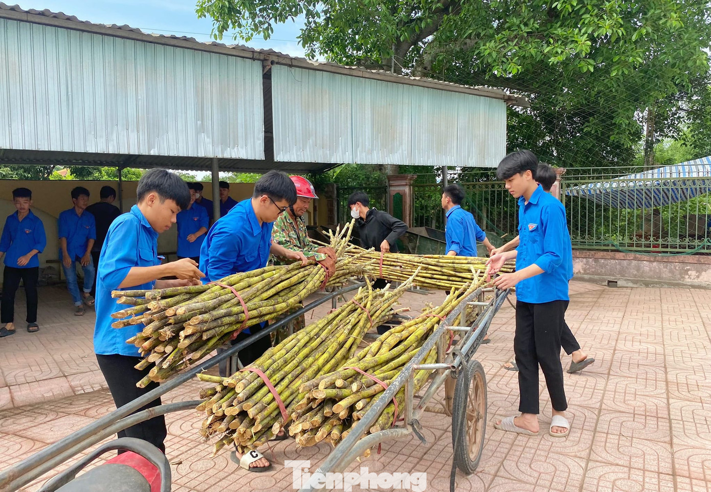 Trong sáng và chiều 5/6, 4/7 điểm thi ở huyện Thanh Chương được các đoàn viên tình nguyện chở những bó cây mía lớn đến để ép nước tặng cho các thí sinh tham dự kỳ thi.