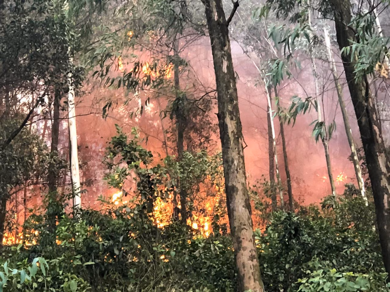 Đám cháy dữ dội thiêu rụi cả trăm hecta rừng thông hàng chục năm tuổi.