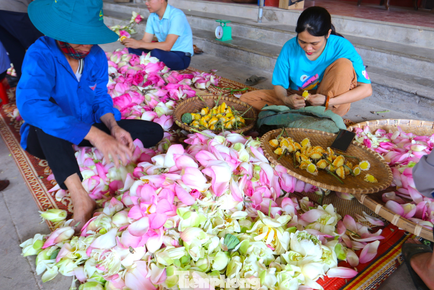 Cánh hoa sen, nhụy hoa được sấy để làm nhiều loại trà khác nhau với mùi thơm đặc trưng.