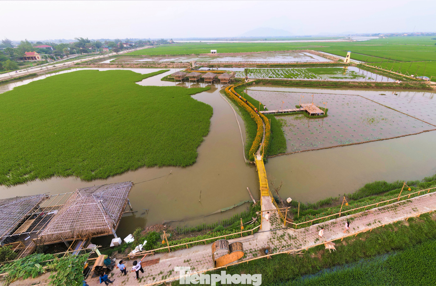 Những ngày này, trên cánh đồng lúa xanh ngát ở xã Thạch Hạ, TP Hà Tĩnh (Hà Tĩnh) xuất hiện con đường hoa đủ màu sắc rực rỡ. Đây là mô hình thí điểm phát triển kinh tế kết hợp nông nghiệp sinh thái đầu tiên ở địa phương này.