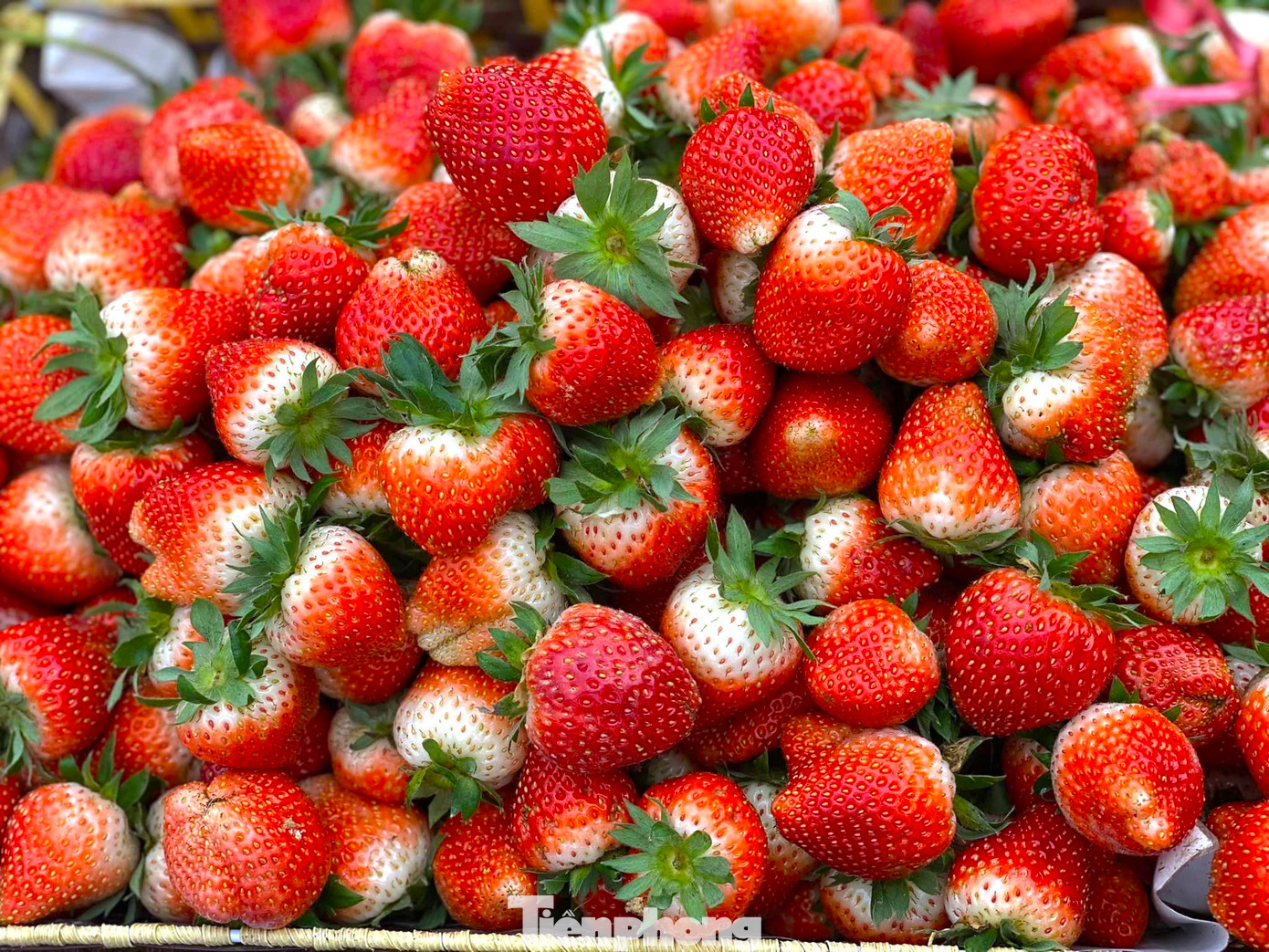 Nhiều người thích thú khi tự tay hái những quả dâu chín mọng.