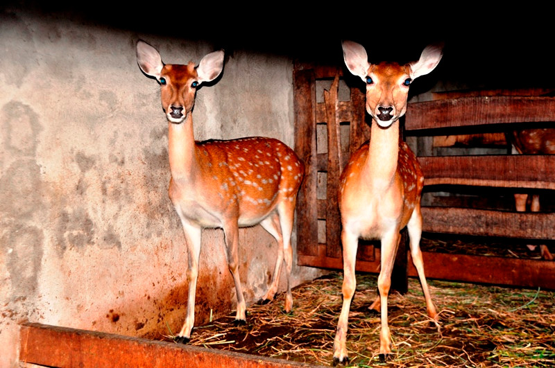 Quế cho biết, hươu sao là vật nuôi có giá trị kinh tế cao, đầu ra dễ dàng