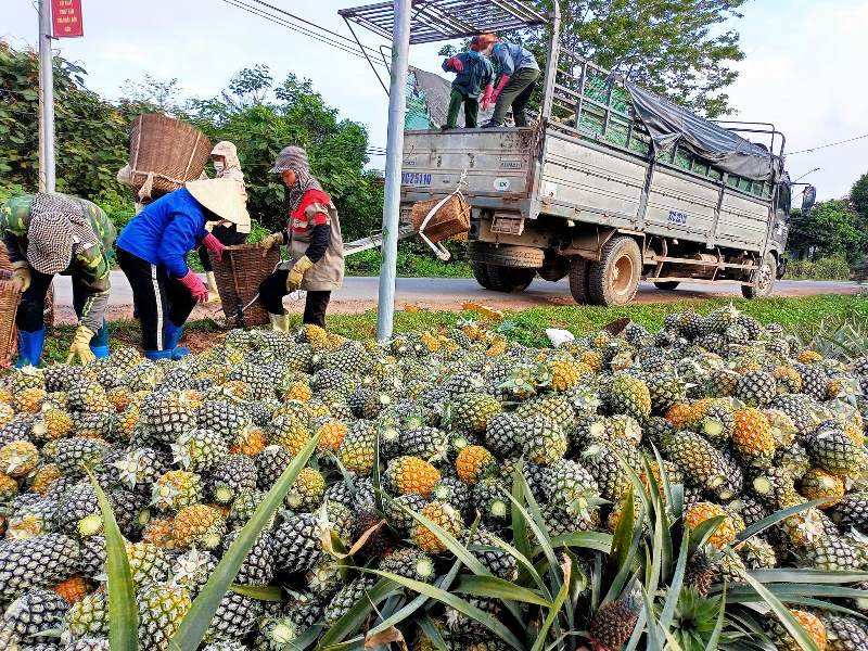 Dứa thu hoạch xong được thương lái thu mua ngay tại ruộng với giá cao