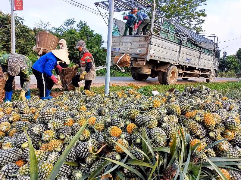Dứa thu hoạch xong được thương lái thu mua ngay tại ruộng với giá cao Dứa thu hoạch xong được thương lái thu mua ngay tại ruộng với giá cao
