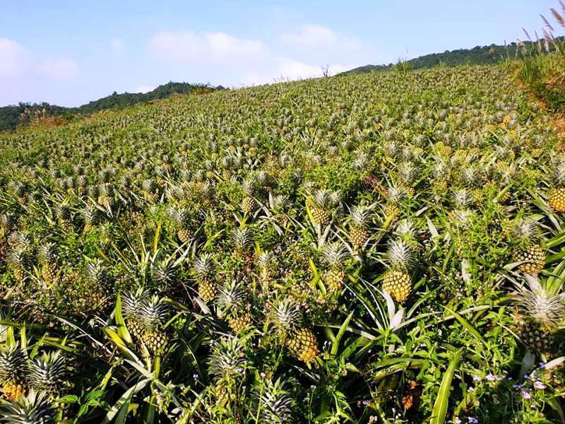 Hàng trăm ha dứa ở xã Tân Thắng vào mùa thu hoạch