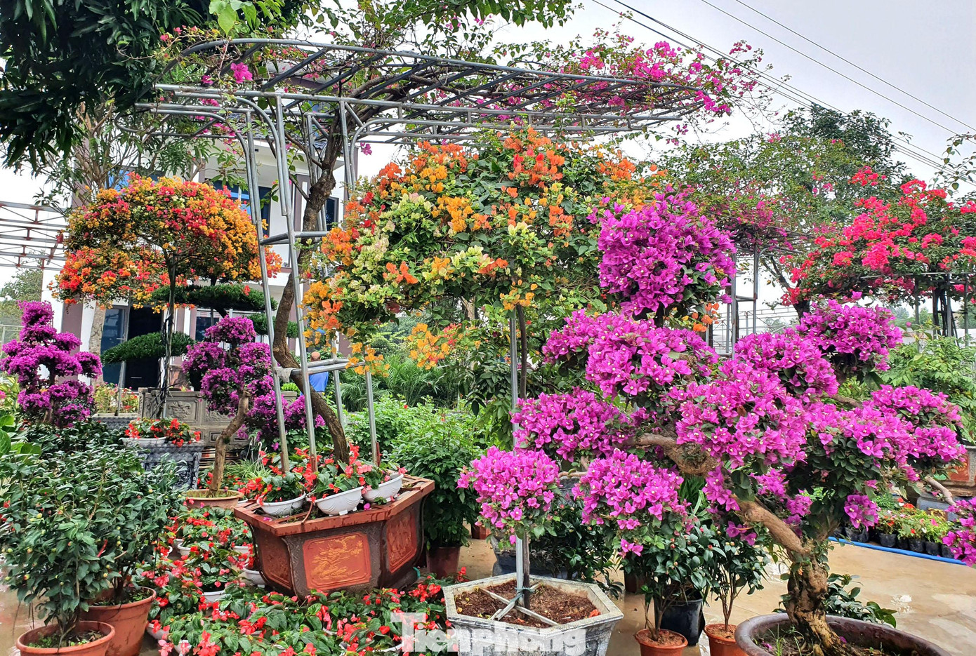 Theo một số chủ vườn hoa, vài năm gần đây, hoa giấy được rất nhiều người dân mua về chơi Tết. Dễ chăm sóc, lại cho hoa quanh năm nên loại hoa này thường được nhiều người mua về đặt tại các công ty, biệt thự…