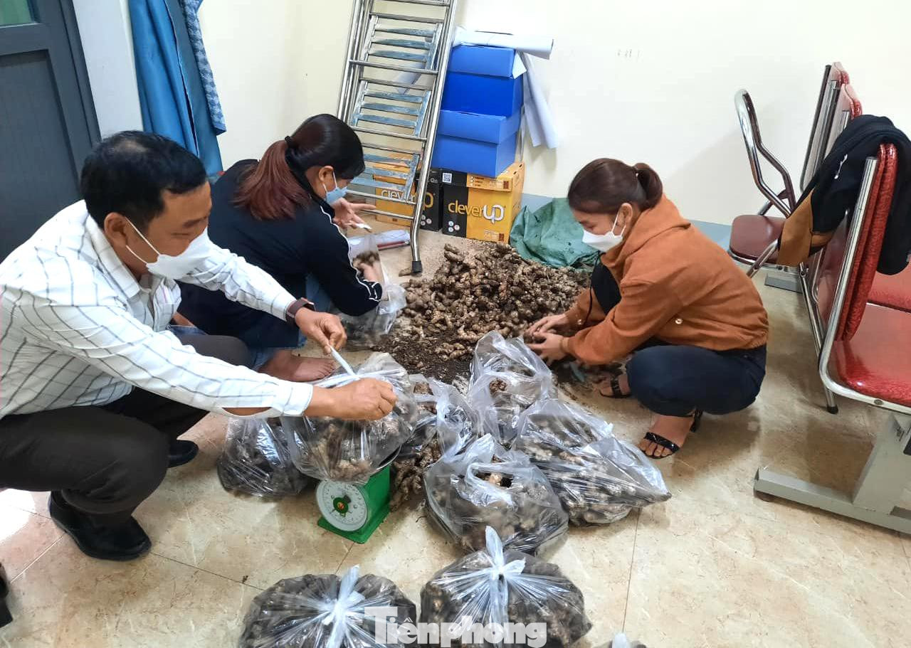 “Dù giá chưa tới 5.000 đồng/kg nhưng cũng rất khó bán”, ông Mạnh nói và cho biết, ảnh hưởng của dịch bệnh COVID-19 khiến việc tiêu thụ gừng gặp khó khăn. Trong khi đó, gừng từ các địa phương khác có mẫu mã đẹp bán trên thị trường nhiều, nên khó cạnh tranh. “Dù giá chưa tới 5.000 đồng/kg nhưng cũng rất khó bán”, ông Mạnh nói và cho biết, ảnh hưởng của dịch bệnh COVID-19 khiến việc tiêu thụ gừng gặp khó khăn. Trong khi đó, gừng từ các địa phương khác có mẫu mã đẹp bán trên thị trường nhiều, nên khó cạnh tranh.