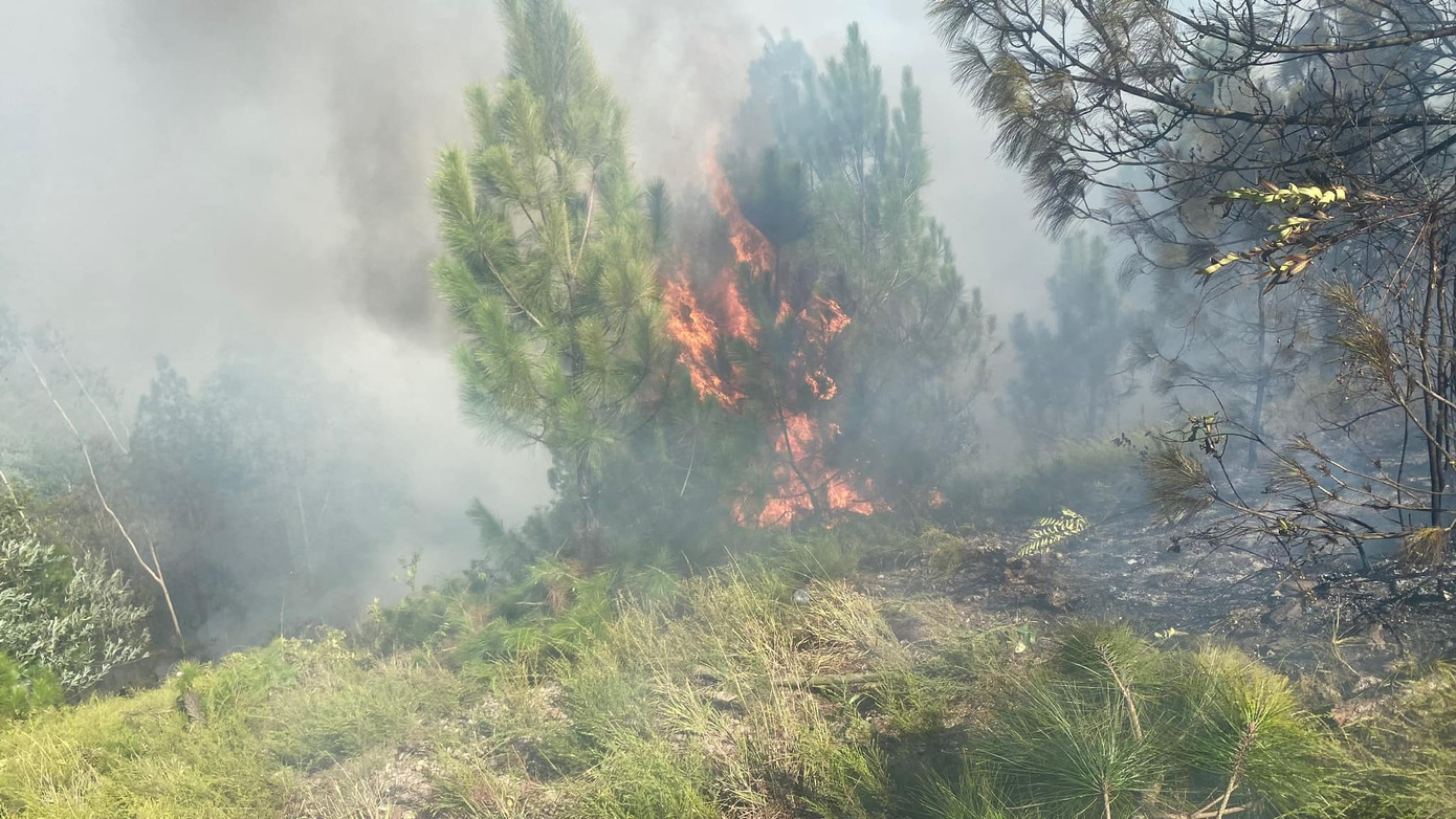 Rừng thông bốc cháy nghi ngút, do gió to cộng với lá thông khô khiến đám cháy khó kiểm soát. Rừng thông bốc cháy nghi ngút, do gió to cộng với lá thông khô khiến đám cháy khó kiểm soát.