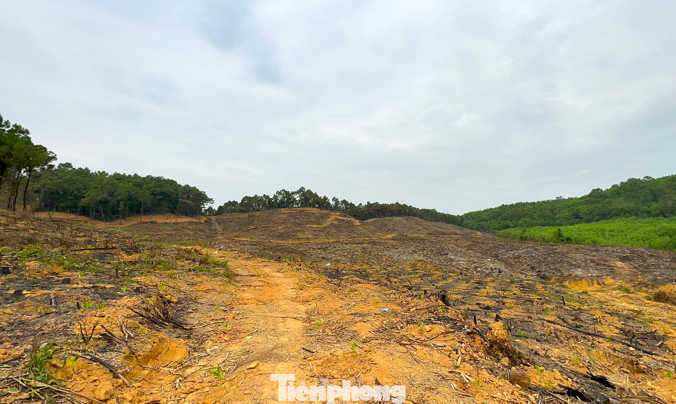 Diện tích rừng thông bị chặt phá rộng khoảng 7 - 8ha nằm khu vực giáp ranh xã Quỳnh Tân (huyện Quỳnh Lưu, Nghệ An) và xã Quỳnh Trang (TX. Hoàng Mai, Nghệ An). Diện tích rừng thông bị chặt phá rộng khoảng 7 - 8ha nằm khu vực giáp ranh xã Quỳnh Tân (huyện Quỳnh Lưu, Nghệ An) và xã Quỳnh Trang (TX. Hoàng Mai, Nghệ An).