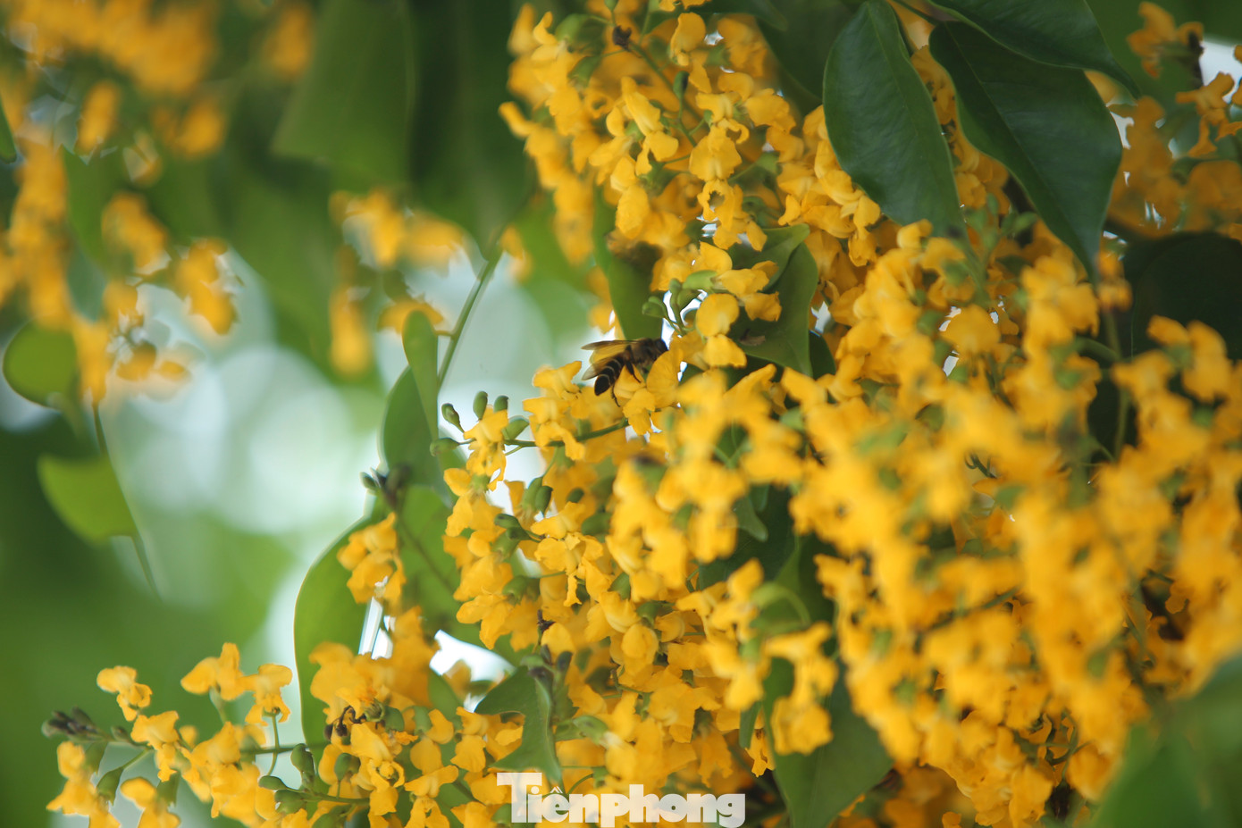 Với những chiếc cuống dài, bông hoa vàng rực, đan xen trong từng kẽ lá không chỉ biết khoe sắc mà còn tỏa mùi hương nơi tọa độ lửa.
