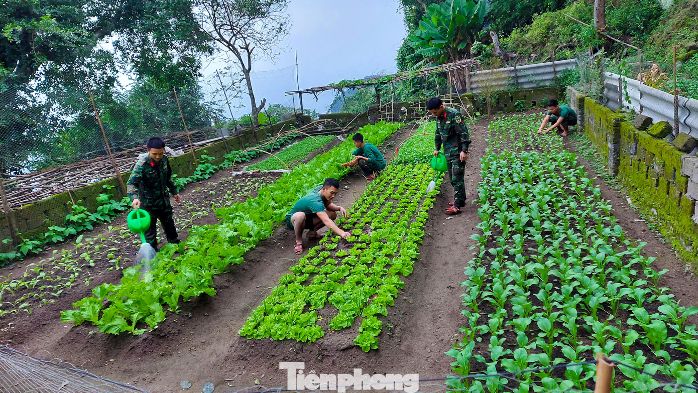 Một trong những ấn tượng khi chúng tôi đến Đảo Mắt trong chuyến "Hành trình thanh niên làm theo lời Bác" năm 2022 do Bộ Chỉ huy Quân sự tỉnh Nghệ An, Tỉnh đoàn Nghệ An, Thành đoàn Vinh tổ chức là vườn rau thanh niên.
