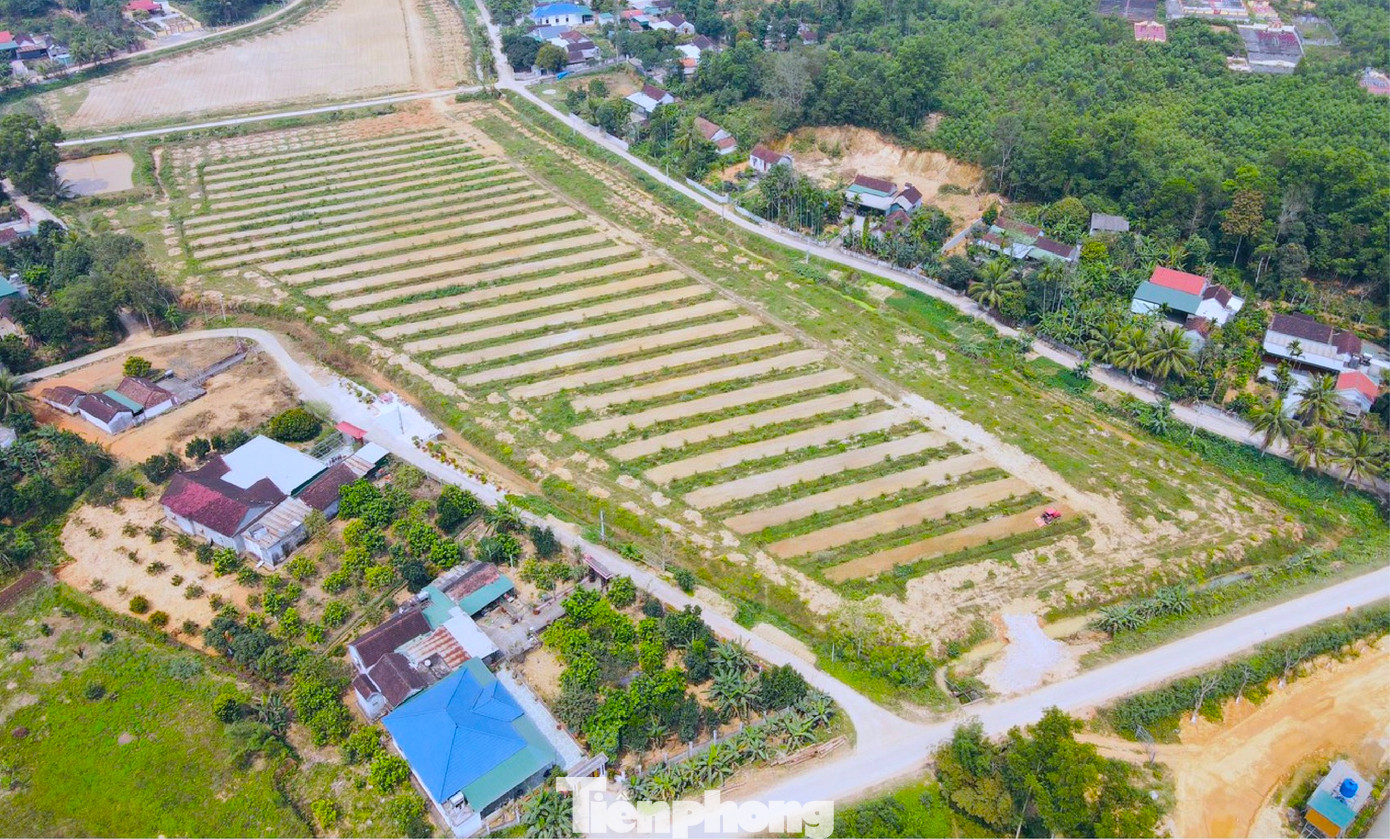 Hiện anh Tuấn đang tiếp tục cải tạo phần lớn diện tích đất còn lại để đưa những loại cây trồng chủ lực vào trồng như nho hạ đen, nho mẫu đơn, dưa lưới.