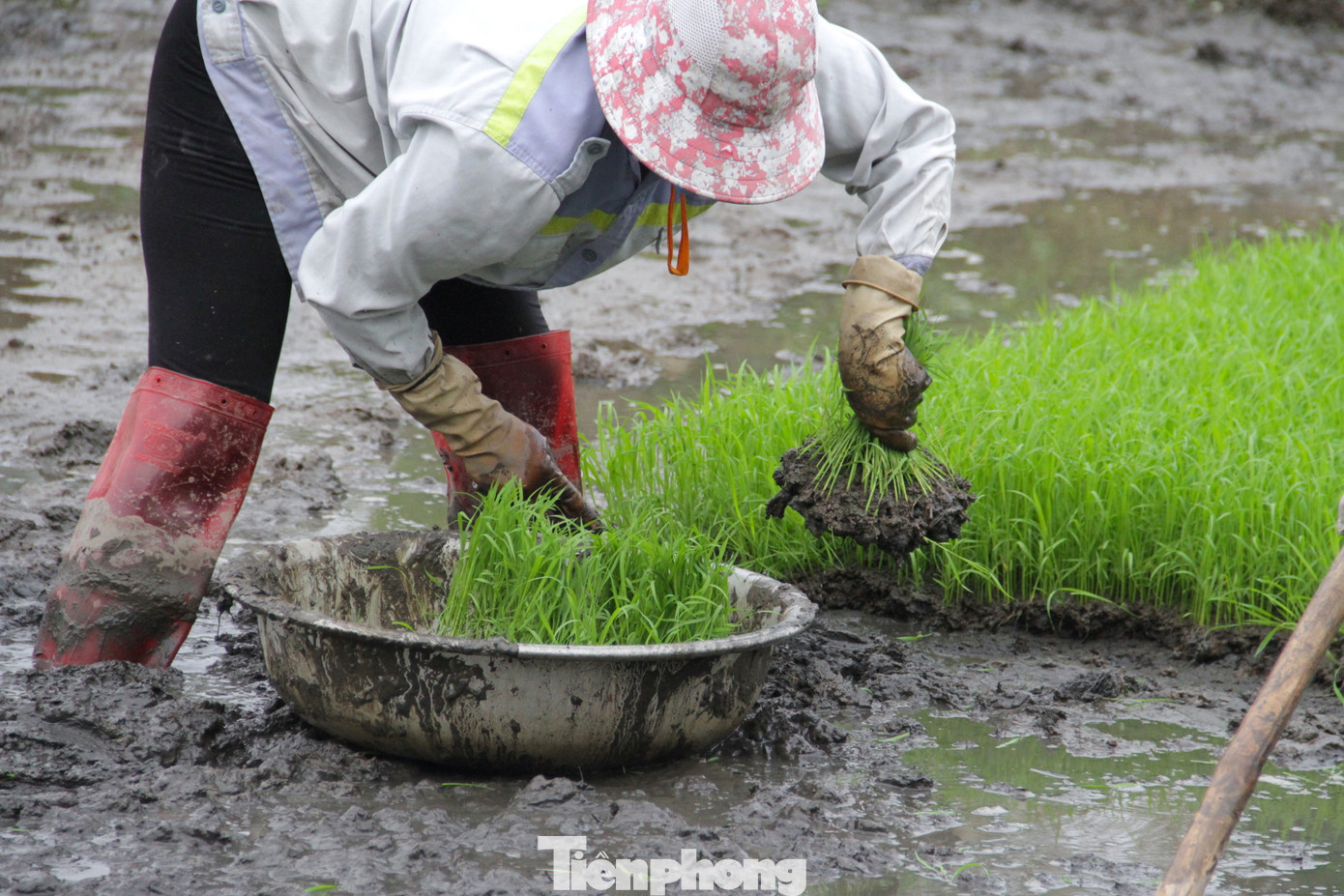Mạ non được gieo ở một khu vực nhất định. Sau khi nhổ mạ sẽ được cho vào những chiếc chậu nhôm. Người nhổ mạ phải nhẹ tay, khéo léo tránh làm mạ bị đứt rễ hay đứt lá.
