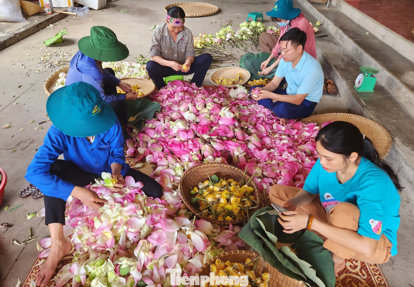 Hiện tại HTX của anh Tiến đang cung ứng cả trăm giống sen khác nhau. Mỗi loại sen có những ưu điểm để tạo ra sản phẩm đặc trưng riêng.