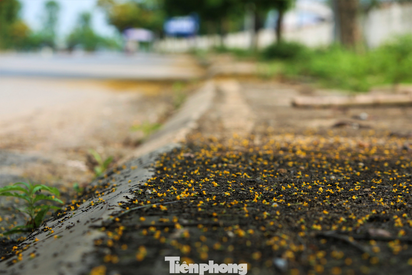 Cánh hoa rơi rụng phủ vàng cả góc đường.