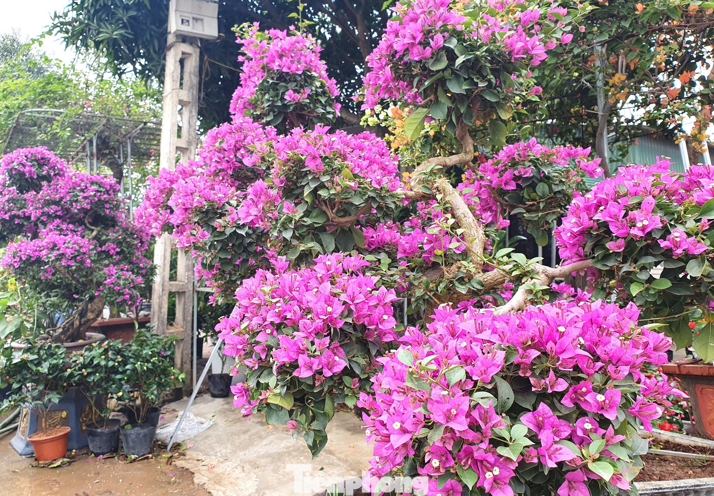 Không sặc sỡ như hoa giấy ngũ sắc, loài hoa giấy bonsai lại thu hút được nhiều người mua bởi giá cả phải chăng, thế độc và nhiều hoa.