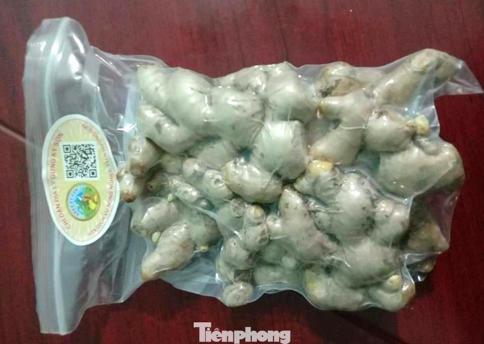 Ngày 15/11/2019, Cục Sở hữu trí tuệ ban hành Quyết định số 5587/QĐ-SHTT về việc cấp Giấy chứng nhận đăng ký Chỉ dẫn địa lý số 00077 cho sản phẩm Gừng Kỳ Sơn. Ngày 15/11/2019, Cục Sở hữu trí tuệ ban hành Quyết định số 5587/QĐ-SHTT về việc cấp Giấy chứng nhận đăng ký Chỉ dẫn địa lý số 00077 cho sản phẩm Gừng Kỳ Sơn.