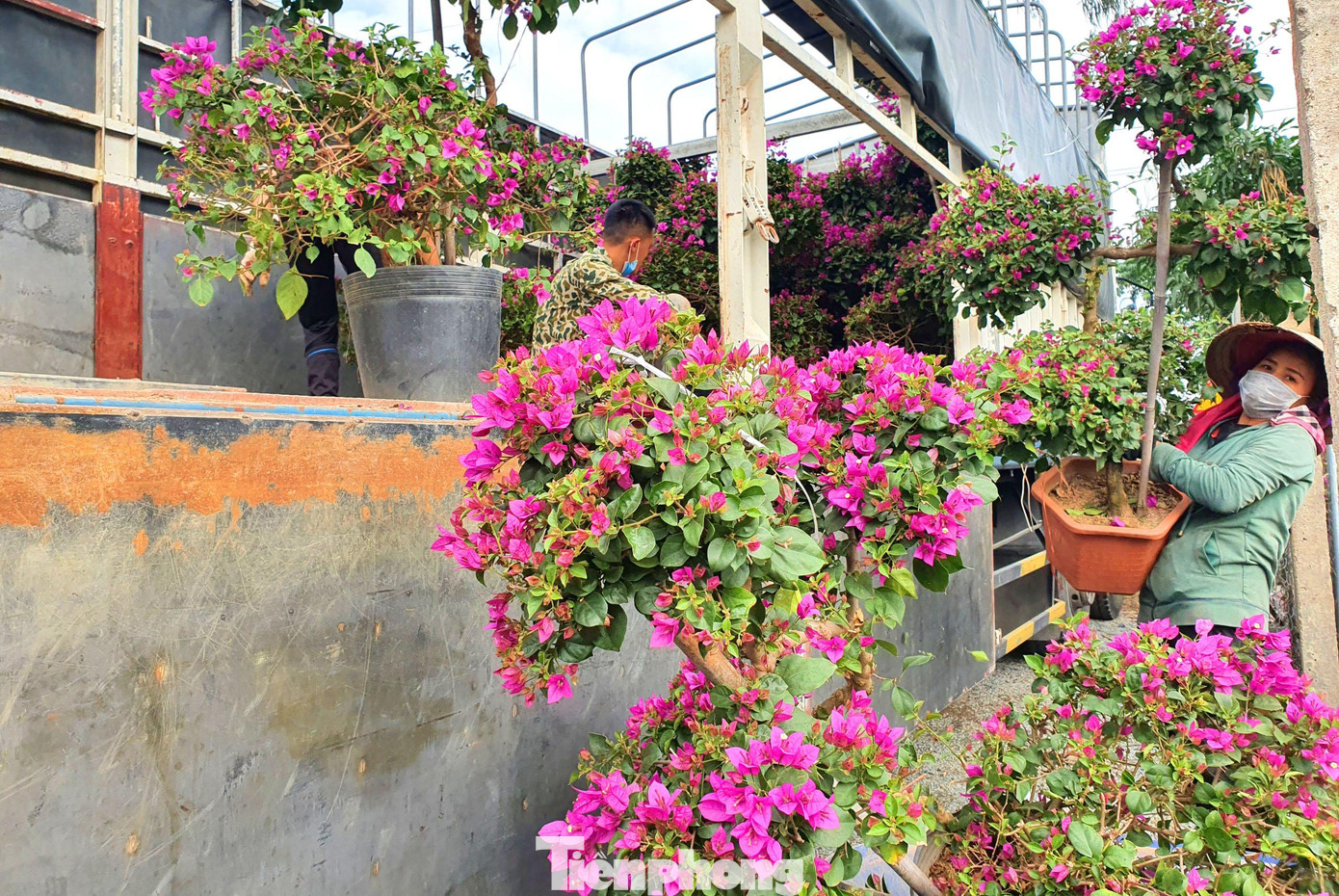Còn chưa đến 1 tháng nữa là tới Tết Nguyên đán, nhiều nhà vườn hoa cây cảnh ở làng hoa Kim Phúc (xã Nghi Ân, TP. Vinh, Nghệ An) liên tục nhập hoa về số lượng lớn những ngày này.