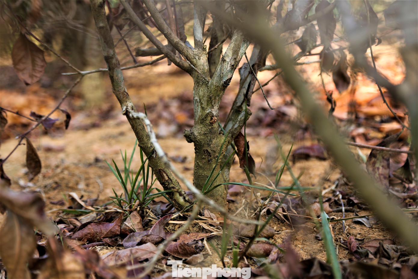 Giống chè trồng chủ yếu ở vùng này là chè Phú Thọ, được người dân lấy giống ươm cây rồi trồng, vòng đời của cây khoảng 30 năm. Một vụ chè kéo dài 7-9 tháng, mỗi tháng hái 4 lần. Người trồng chè cho biết với những cây chết khô, nếu vài tuần nữa không thể hồi phục thì người dân sẽ chặt bỏ để trồng cây mới.