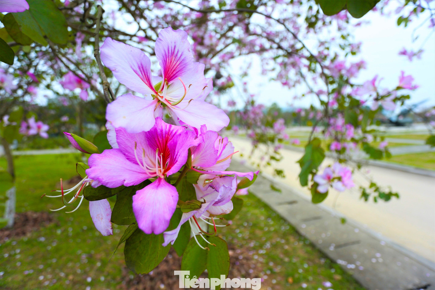 Những bông hoa ban mang ý nghĩa về sự thanh cao, chân thành. Là biểu tượng của tình yêu trong sáng, thủy chung, sắc son, gắn bó keo sơn. Người Thái còn quan niệm rằng, hoa ban trong trắng vừa là biểu tượng của đạo hiếu đối với cha mẹ, vừa là biểu tượng của tình yêu trai gái.