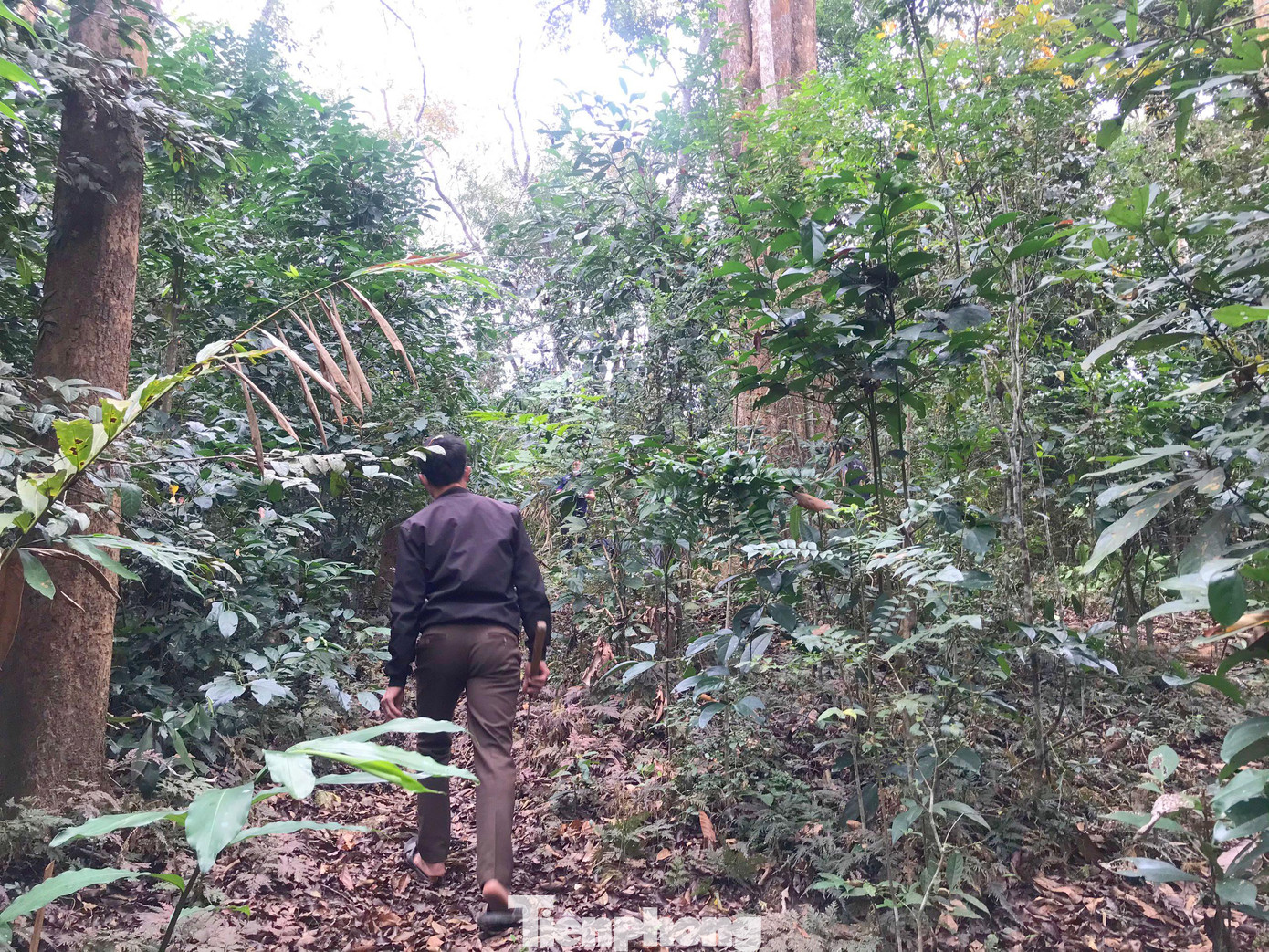 Hàng tháng, bản tổ chức một đội tuần tra kiểm đếm các gốc đinh hương trong rừng, cây nào tự gãy đổ thì mới cho người dân tận thu để làm nhà, còn nếu phát hiện chặt sẽ “truy” người đốn hạ và xử phạt. Tuy nhiên, hàng chục năm qua dân bản vẫn chưa thu được khoản tiền nào bởi chưa ghi nhận một ai đốn hạ cây đinh hương.