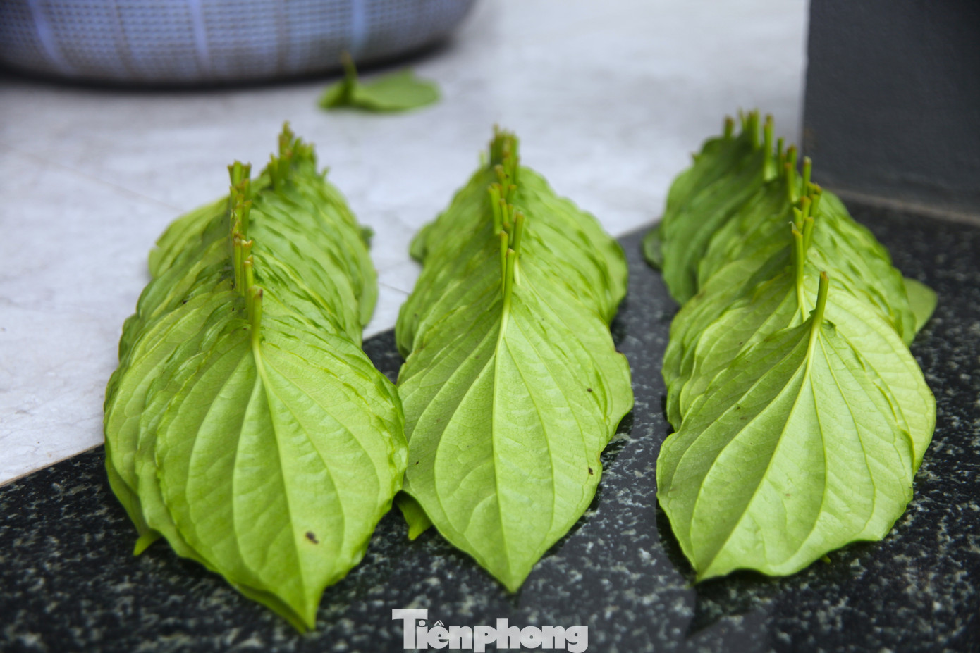 Tối đến mọi người rửa, xếp trầu rồi sáng hôm sau đi giao cho khách.