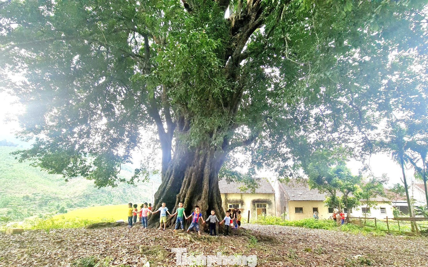Ông Thái nói không biết những cây thị này đã trải qua bao đời người. Ông chỉ biết rằng, từ khi còn nhỏ đã thường chơi đùa, trốn nắng dưới tán những cây thị cổ thụ này. Đến nay, 2 trong số 3 cây vẫn còn sức sống rất mãnh liệt. Ông Thái nói không biết những cây thị này đã trải qua bao đời người. Ông chỉ biết rằng, từ khi còn nhỏ đã thường chơi đùa, trốn nắng dưới tán những cây thị cổ thụ này. Đến nay, 2 trong số 3 cây vẫn còn sức sống rất mãnh liệt.