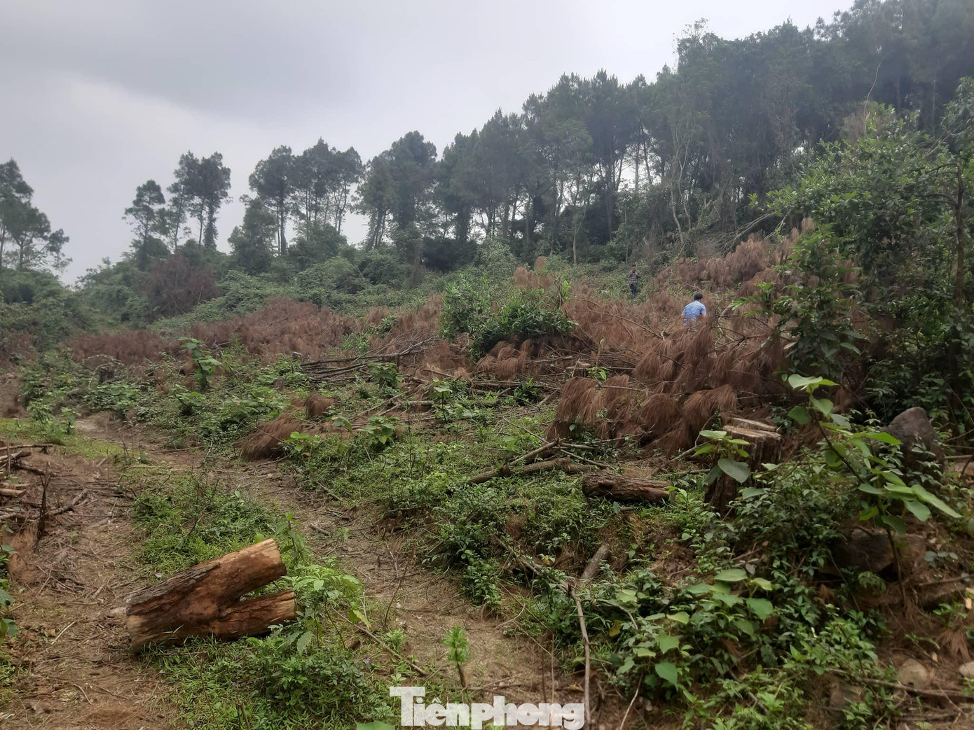 Theo thống kê, có 188 gốc cây thông có thể tích gỗ 19,75m3 đã bị lâm tặc đốn hạ tại khu vực rừng phòng hộ núi Đá Đen.