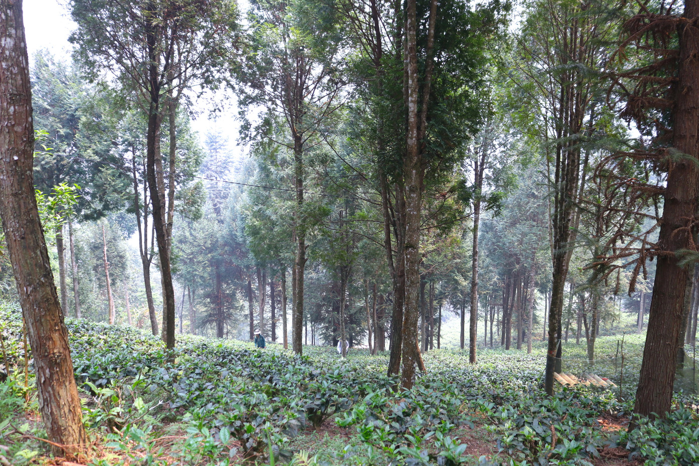 Hơn 20 năm miệt mài, ông Chống đã phủ xanh khoảng đồi trọc bằng rừng cây pơ mu và chè tuyết shan xanh mướt.