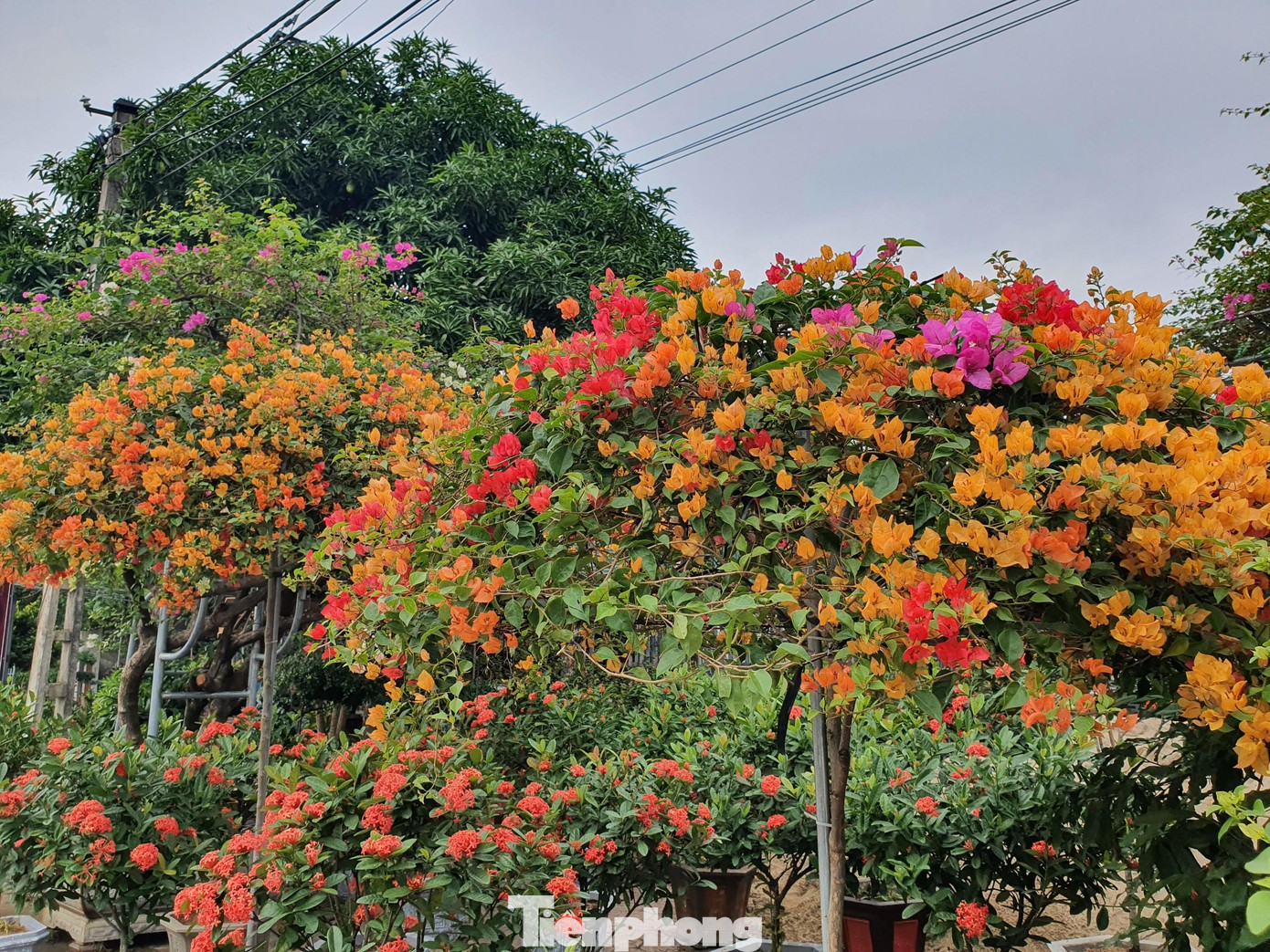 “Ưu điểm của các loài hoa kể trên là nở trong một thời gian dài, ít công chăm sóc nên có thể mua về chưng tết từ sớm”, bà Nguyễn Thị Bình (trú TP. Vinh) cho biết.