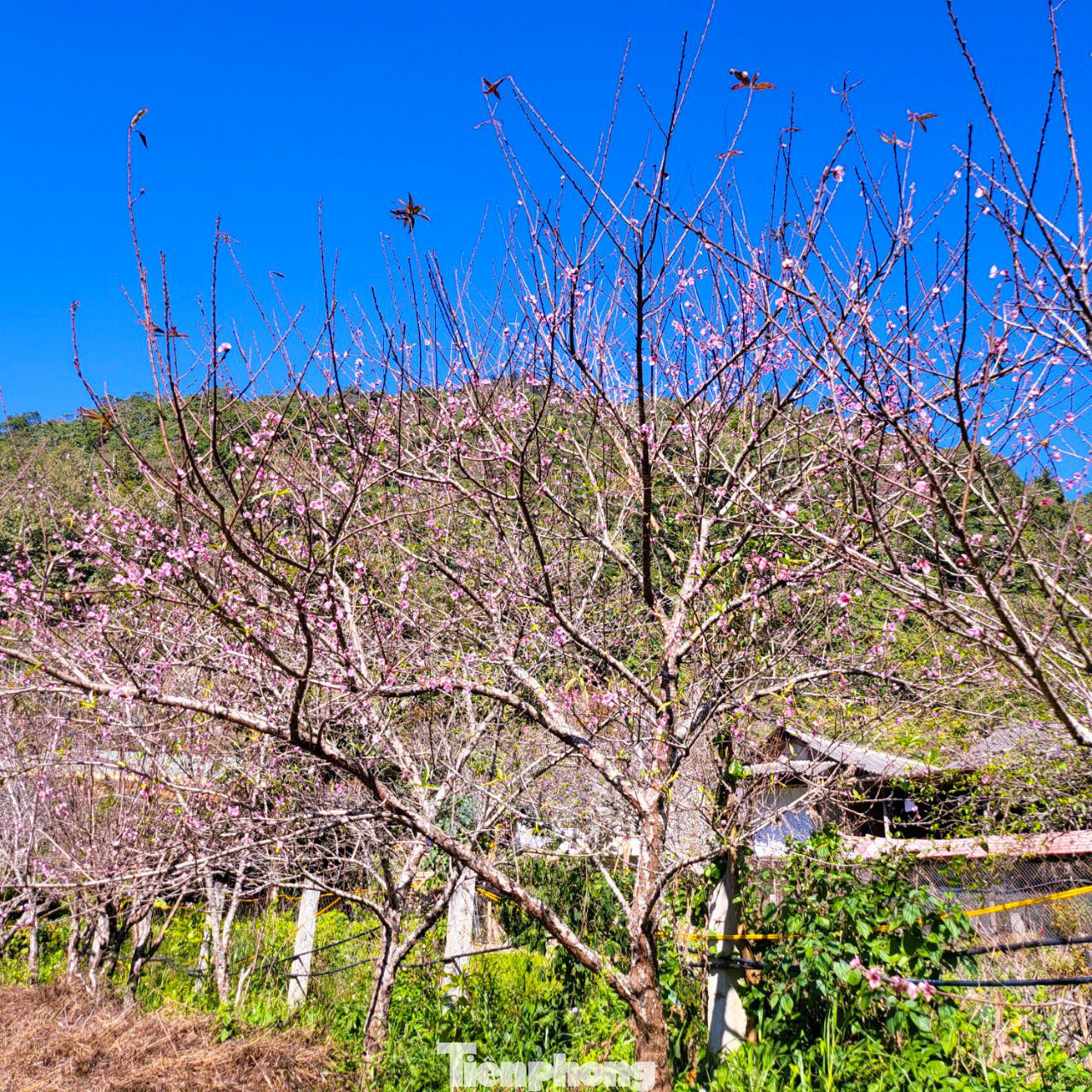Đào nở sớm khiến người dân mất một nguồn thu nhập dịp Tết nhưng điều này cũng hút khách du lịch đến với Mường Lống, đến với "cổng trời" mù sương thơ mộng. Thấp thoáng bên những căn nhà của người Mông là loài cây thân thuộc với họ. Cây đào góp phần đưa địa danh Mường Lống "bay" ra khỏi núi rừng hoang vu của dãy Trường Sơn hùng vĩ. Vườn mận đâm chồi, ra lá non. Nắng cuối Đông hắt xuống tạo nên khung cảnh tuyệt đẹp giữa bốn bề núi non điệp trùng. Du khách, nhiếp ảnh gia đến vườn đào Mường Lống chụp hình, lưu lại những khoảnh khắc đào nở tiễn đông qua, đón xuân về. Rời Mường Lống, khách sẽ mong muốn ngày trở lại. Đến thung lũng yên bình đang mạnh mẽ đổi thay, khỏe khoắn như những mầm chồi của cây đào, cây mận...