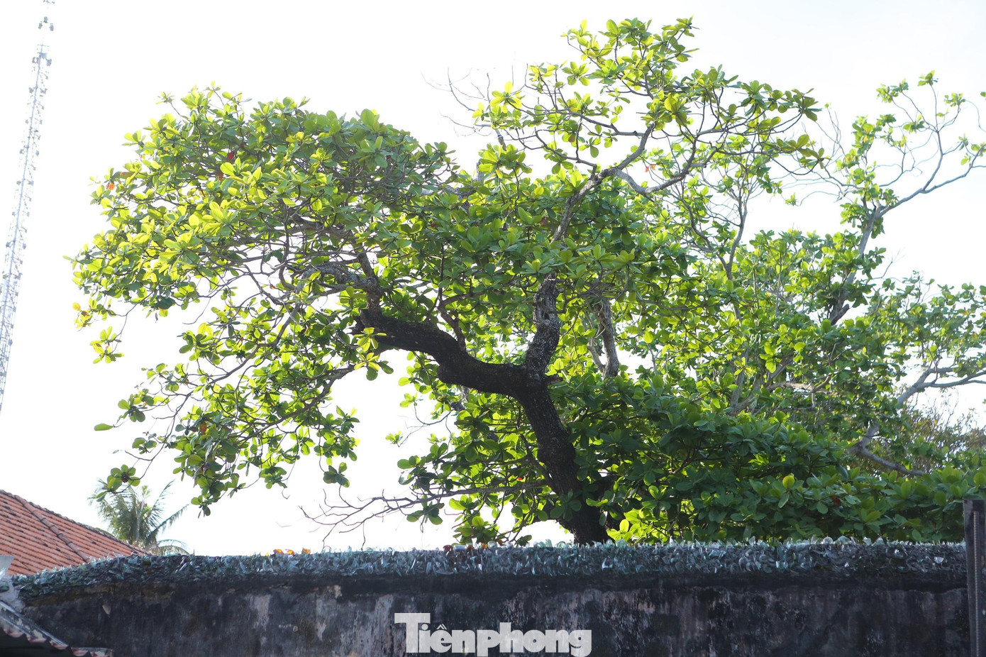 Sau bờ tường cao gắn mảnh thủy tinh sắc nhọn là những cây cổ thụ đã chứng kiến bao nỗi đau của những người chiến sĩ bị cai ngục hành hạ, bức hình...