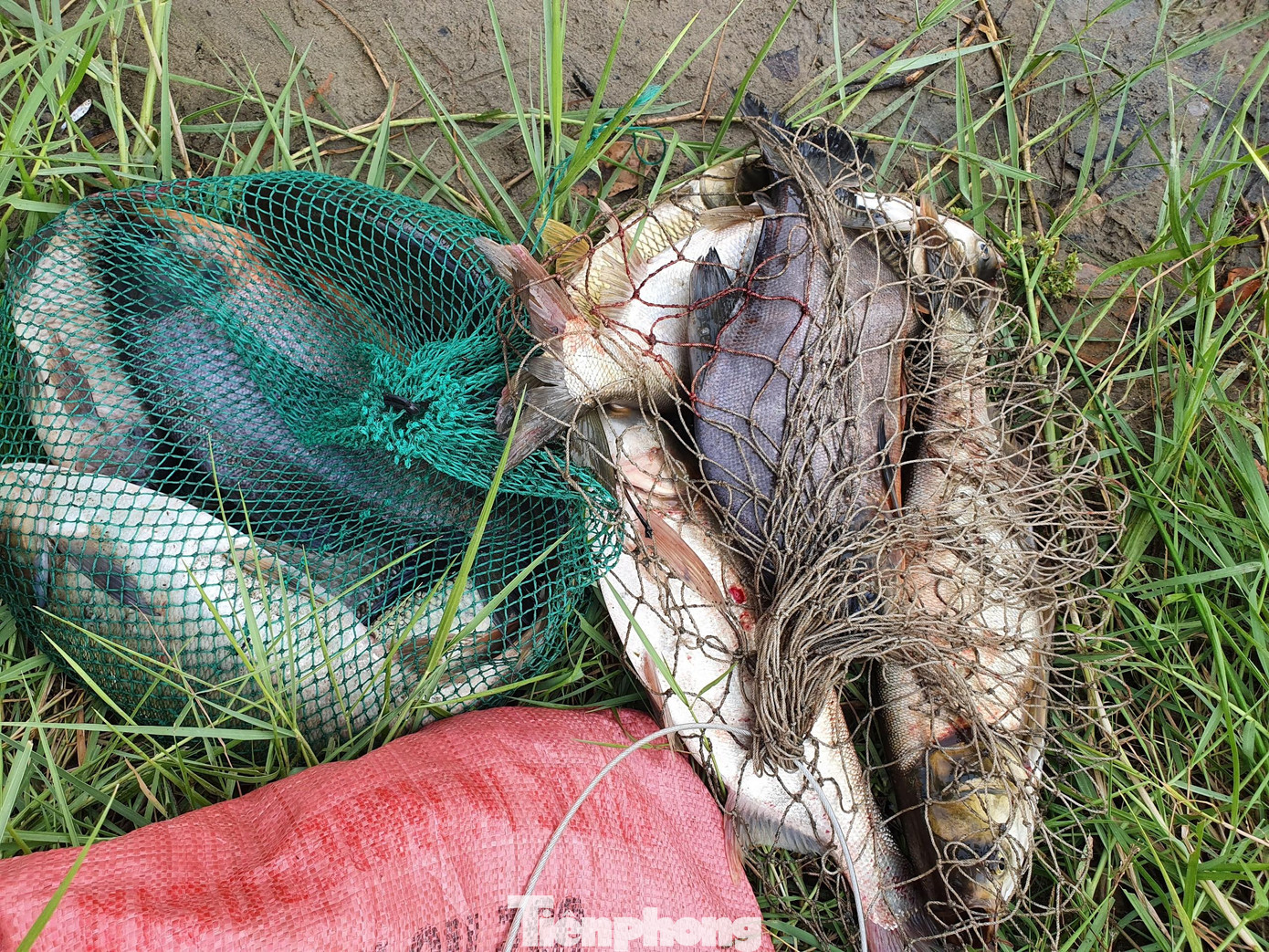 Ao cá rộng hàng ngàn m2, phần lớn được thả cá chép, cá tràu, cá trôi, cá mè… Hiện cá đã đạt trọng lượng từ 0,5kg đến vài kg mỗi con.