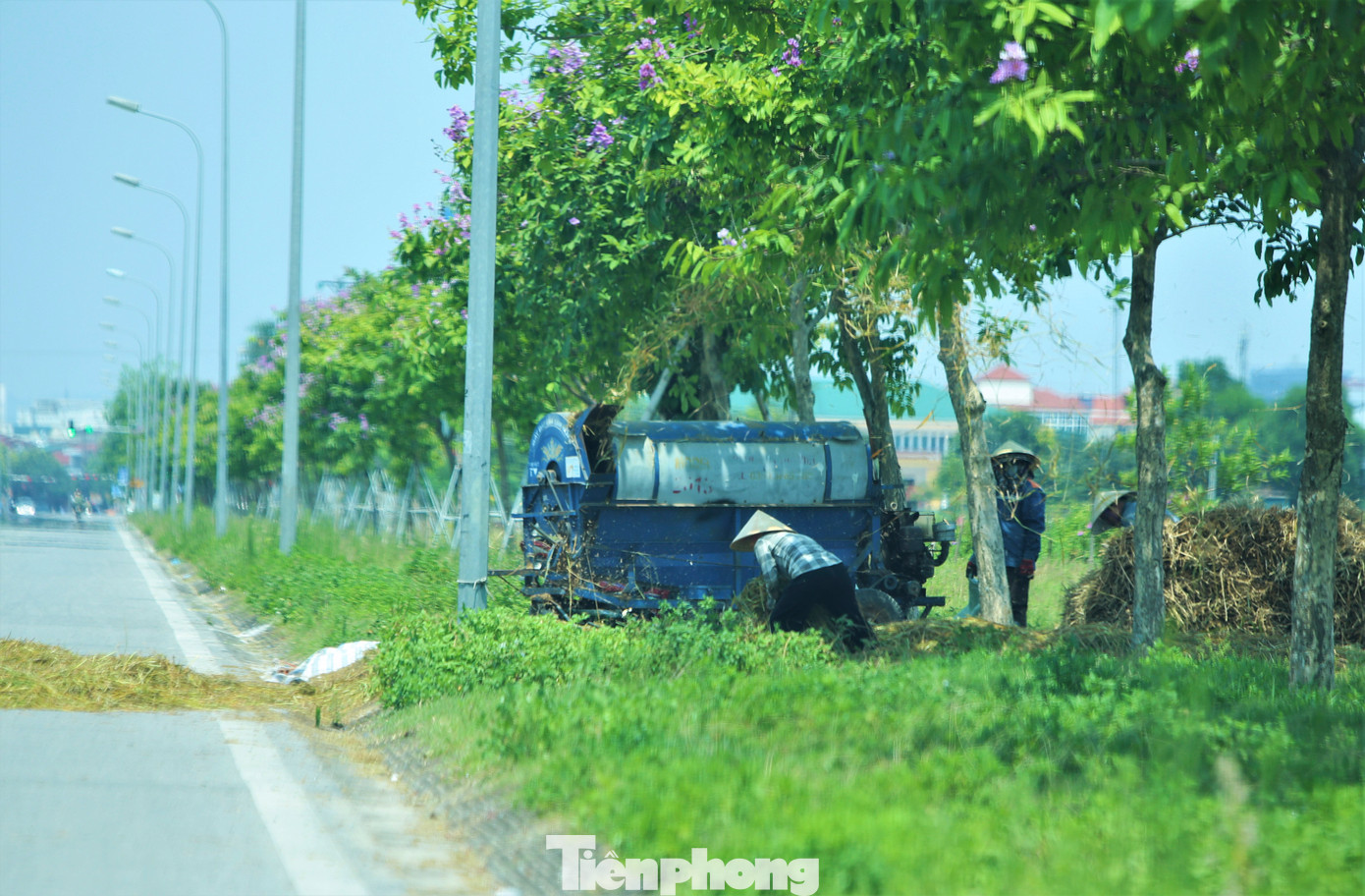 Một số gia đình khác không sử dụng máy gặt liên hợp nên phải chọn các bóng cây tuốt lúa giữa trưa hè.