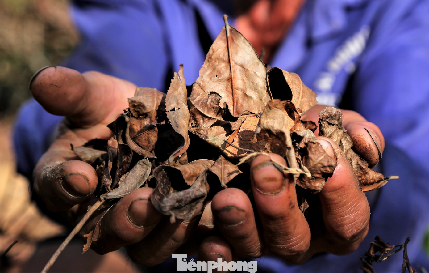 Giống chè trồng chủ yếu ở vùng này là chè Phú Thọ, được người dân lấy giống ươm cây rồi trồng, vòng đời của cây khoảng 30 năm. Một vụ chè kéo dài 7-9 tháng, mỗi tháng hái 4 lần. Người trồng chè cho biết với những cây chết khô, nếu vài tuần nữa không thể hồi phục thì người dân sẽ chặt bỏ để trồng cây mới.