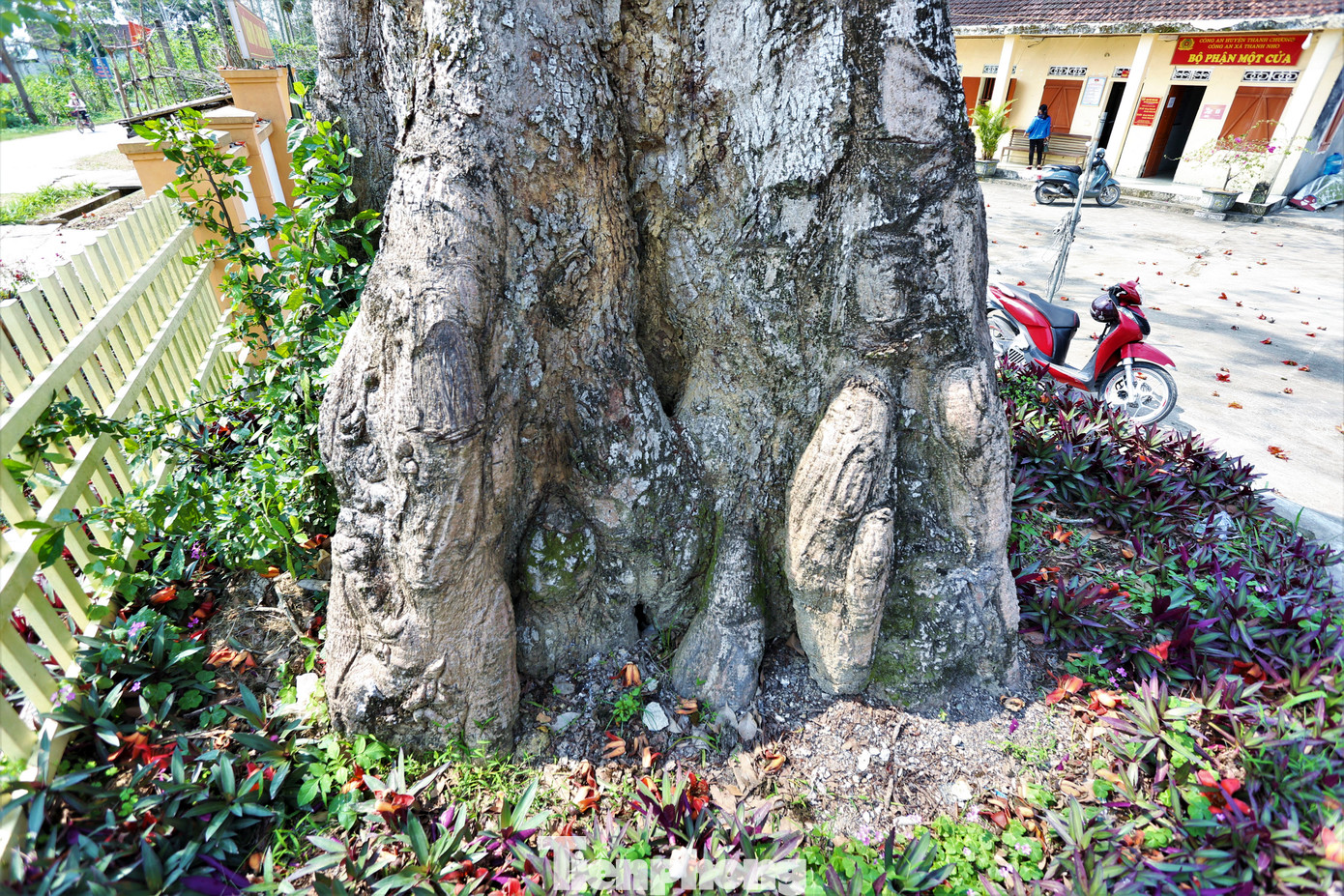Phía dưới gốc cây lớn phải 4 người ôm mới xuể. Xung quanh gốc có nhiều ụ nổi, vỏ cây sần sùi nhuốm màu thời gian.
