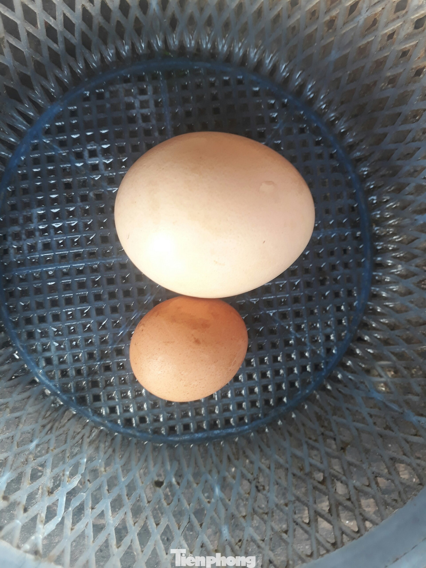 Quả trứng rất nhỏ, chỉ bằng 1/5 quả trứng bình thường.