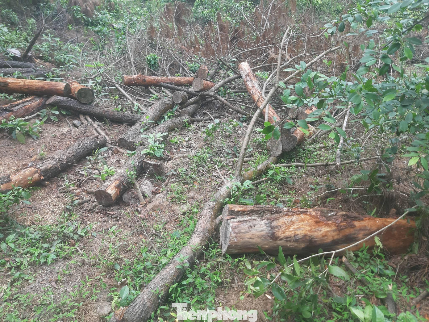 Từ đường mòn, đi vào sâu phía trong một số cây thông lớn bị chặt hạ vẫn nằm tại hiện trường.