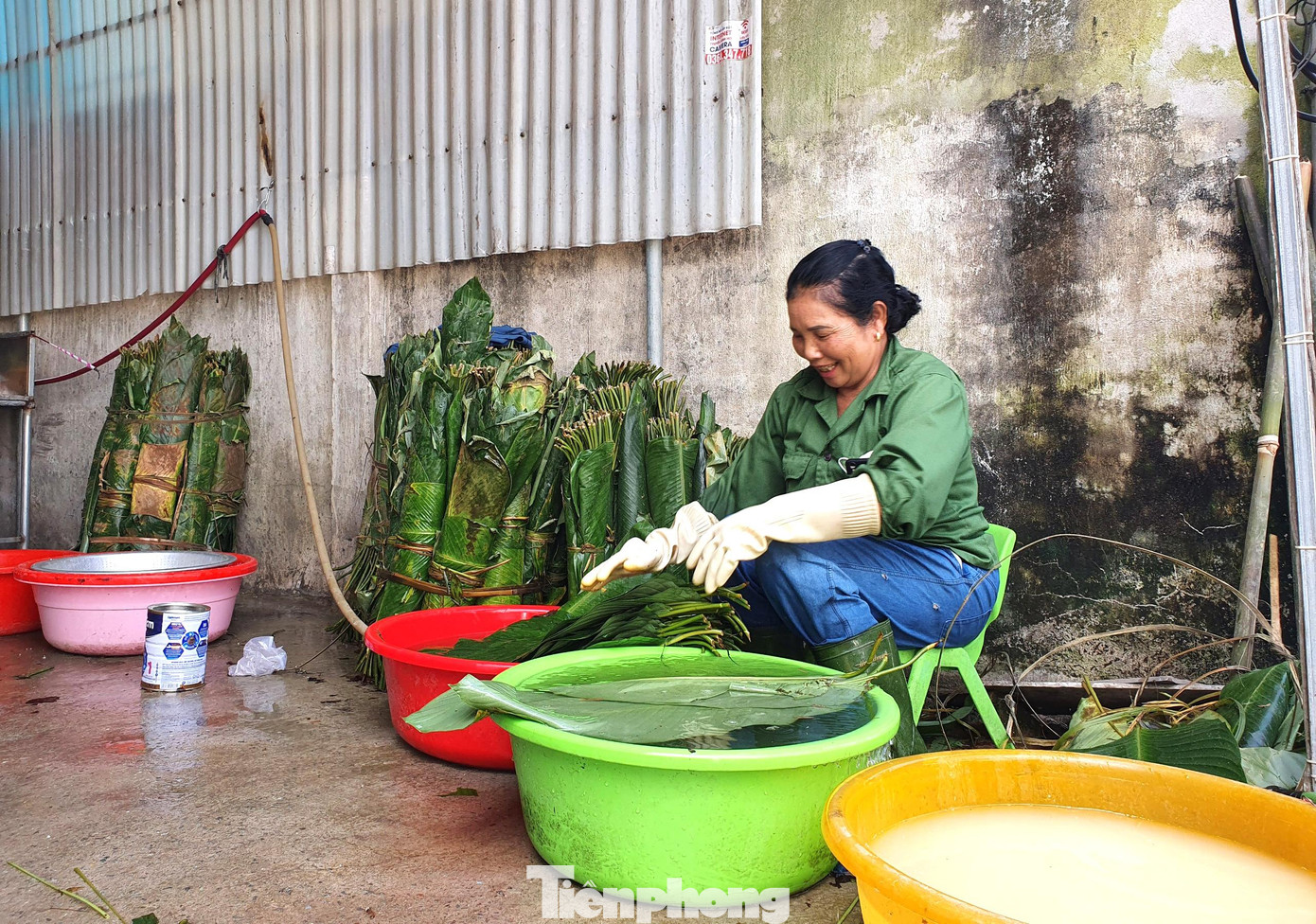 Lá dong được chọn lựa kỹ lưỡng, rửa sạch, để ráo nước trước khi gói.