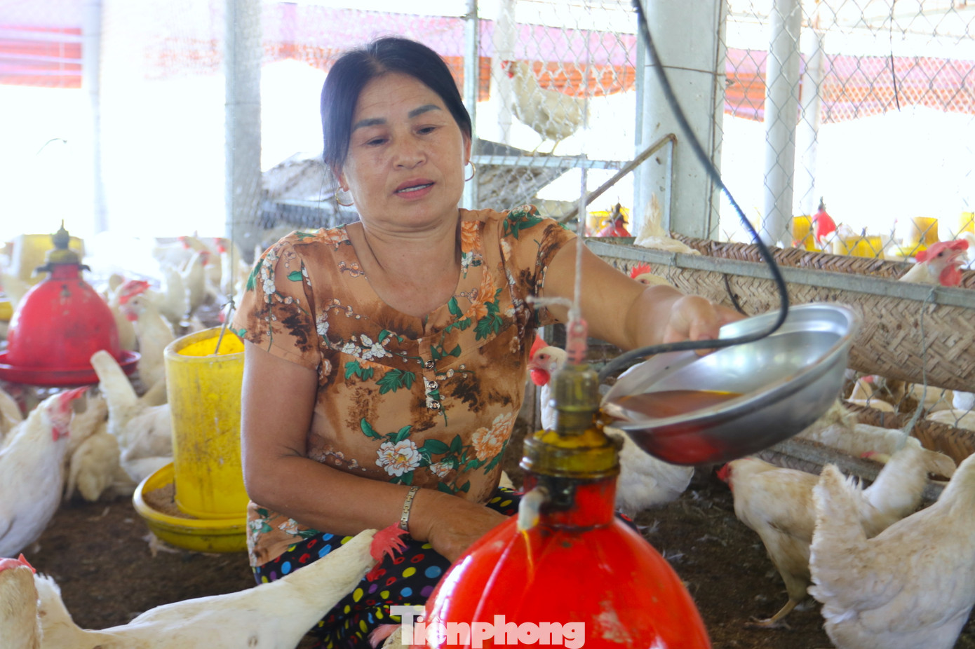 Lắp thêm nhiều quạt mà gà vẫn chết, bà An tiếp tục mua thêm nước C giải nhiệt về pha thêm nước cho gà uống hàng ngày. "Giờ có cách gì họ bày cho là mình áp dụng vào thôi. Mong sao gà qua được những ngày nắng nóng để sinh trưởng tốt", bà An tâm sự. Lắp thêm nhiều quạt mà gà vẫn chết, bà An tiếp tục mua thêm nước C giải nhiệt về pha thêm nước cho gà uống hàng ngày. "Giờ có cách gì họ bày cho là mình áp dụng vào thôi. Mong sao gà qua được những ngày nắng nóng để sinh trưởng tốt", bà An tâm sự.
