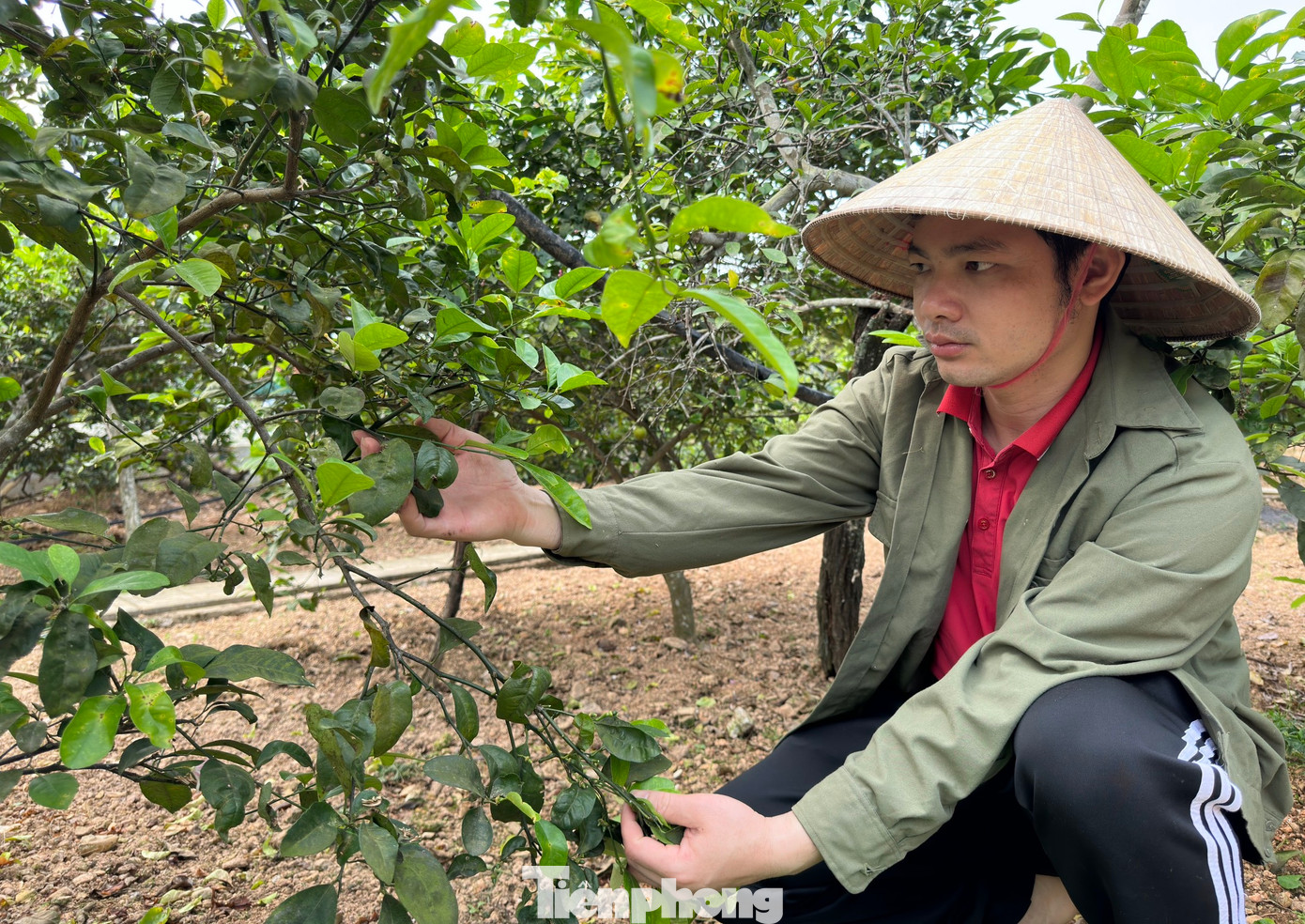 Anh Hóa cho biết, trước đây, người dân trồng chanh chỉ bán được quả. Tuy nhiên khoảng 2 năm trở lại đây, thương lái đến thu mua lá chanh tươi với giá 35.000-50.000 đồng/kg nên người dân bắt đầu thu hoạch lá để bán. Có lúc cao điểm, người dân thu mua đến 70.000 đồng/1kg nên người dân rất phấn khởi. Mỗi ngày tranh thủ vài giờ đồng hồ buổi sáng, gia đình anh Hóa có thể hái được khoảng 7kg lá, cho thu nhập khá trong những ngày chanh chưa có trái.